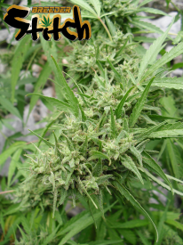 Muay Thai Super Auto Feminised Seeds