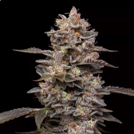 Munyunz Feminized