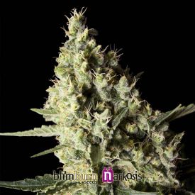 Narkosis Feminised Seeds