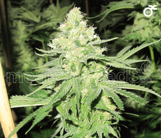 No Name Feminised Seeds