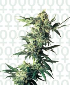 Northern Lights Feminised Seeds