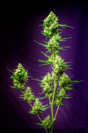 Nurse Jackie Regular Seeds