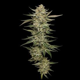 OG Triploid Auto