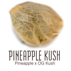 Pineapple Kush