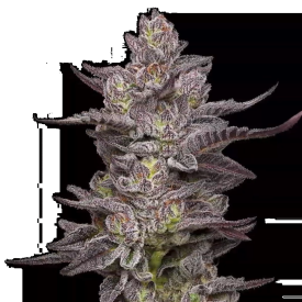 Oreoz Feminized
