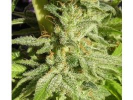 Orient Express Feminised Seeds