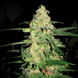 Original Clone Feminised Seeds