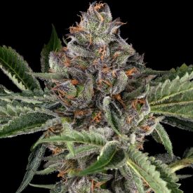 Papaya Jealousy Feminized