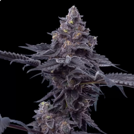 Peanut Butter Breath Feminized