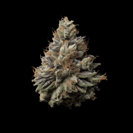 Permanent Marker Triploid