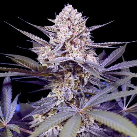 Pineapple Slush XL Auto