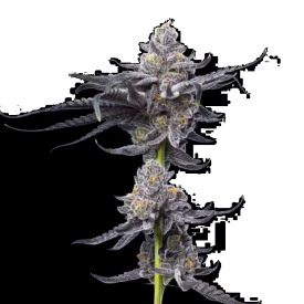 Platinum OG Feminized