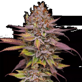 Poison Runtz Feminized