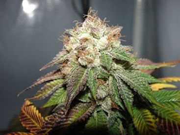 Pre 98 Bubba BX2 Regular Seeds