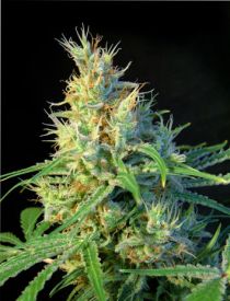 Psicodelicia Feminised Seeds