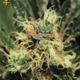 Greenhouse Pure Kush feminized