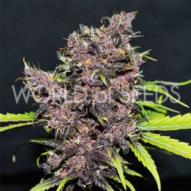 PURPLE AFGHAN KUSH RYDER