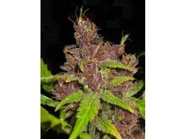 Purple Mazar Autoflowering Feminised Seeds