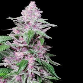 Purple Cookie Kush Feminized