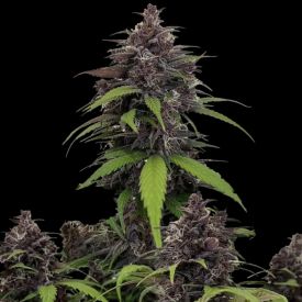 Purple Haze Auto