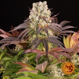Purple Punch x Lemon Drizzle Feminized Seeds