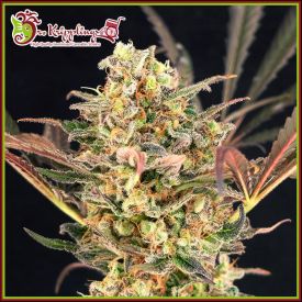 Purple Slap Auto Feminised Seeds