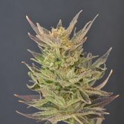 Purps Auto Feminised Seeds