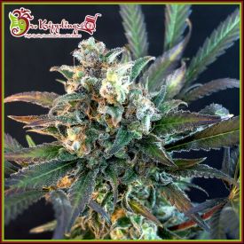 Quick Separation Cake Feminised Seeds