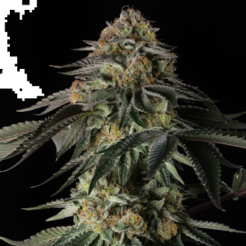Rainbow Gas Feminized