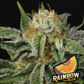 Rainbow Melon Feminized Seeds