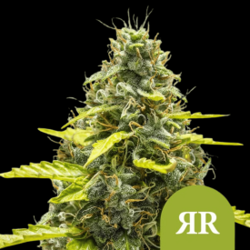 Royal Cookies Auto Royal Cookies Auto