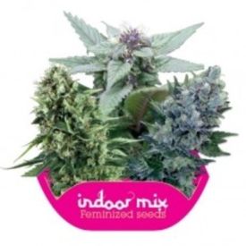 Indoor Mix