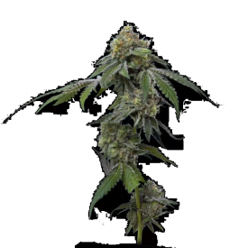 RS11 Feminized