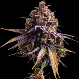 Auto RS11 Feminized