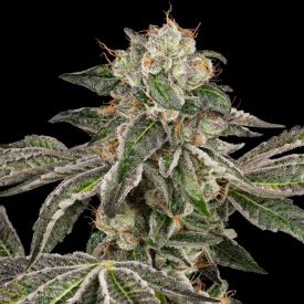 Runtz Autoflower
