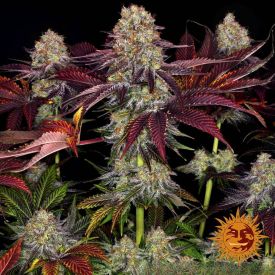 Runtz x Layer Cake Feminized Seeds