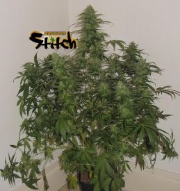 Russian Fuel Autoflowering Regular Seeds