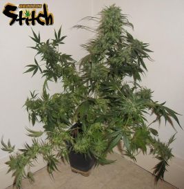 Russian Haze Autoflowering Regular Seeds