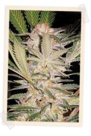 S.A.D. FAST Version Feminised Seeds
