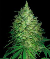 South Africa Kwazulu Regular Seeds