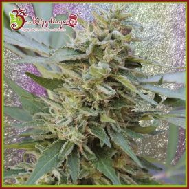 S&M Feminised Seeds