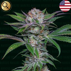 Sabroso Cherry Feminized