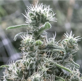 Cannatonic Feminized