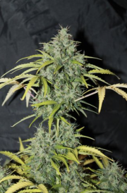 Amnesia Regular Seeds