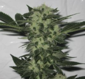 818 Headband Aka Sour OG Feminised Seeds