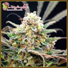 Separation Cake Auto Feminised Seeds