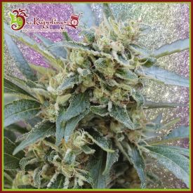 Shark Infested Custard Feminised Seeds