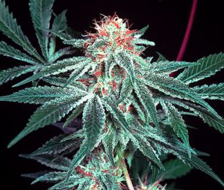 Shark Shock Regular Seeds