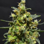 Shellshock Auto Feminised Seeds