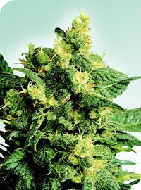 Shiva Shanti II Regular Seeds